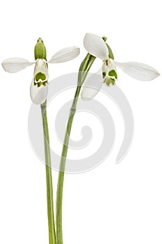 Two flower of snowdrop isolated on white background