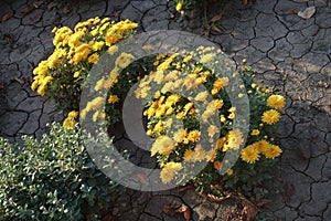 Two flowering bushes of yellow Chrysanthemum