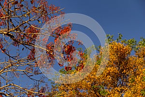 Two flowering trees - Mulungu e FeijÃÂ£o cru. photo