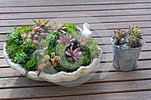 Two flowerpots with ornamental colored plants