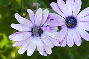 Two flowers of African daisy close up.