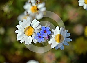 Two flowers of alkanna tinctoria among the daisies