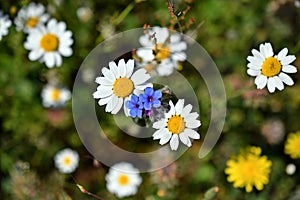 Two flowers of alkanna tinctoria among the daisies