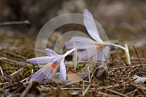 Two flowers of Autumn Crocus crocus speciosus touching the ground of the Sierra de Mariola natural park