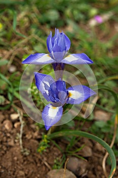 Two flowers of Barbary nut plant - Gynandriris sisyrinchium