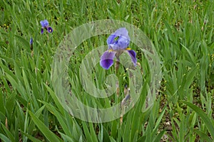 Two flowers of bearded irises in shades of purple