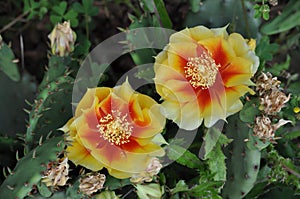 Two Flowers Blooming on a Prickly Pear Cactus Plant