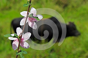 Urena lobata, Caesarweed or Congo jute photo