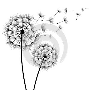 Two flowers dandelions silhouette