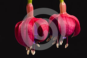 Two flowers of fuchsia, bud, isolated on black background