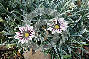 Two flowers of Gazania rigens `Big Kiss White Flame` in October