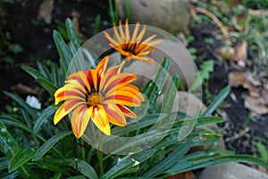 Two flowers of Gazania rigens `Big Kiss Yellow Flame` in October