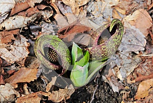 Two flowers and a green shoot of skunk cabbage on a forest floor.