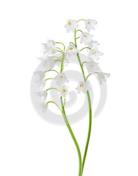 Two flowers isolated on white background. Lily of the Valley photo