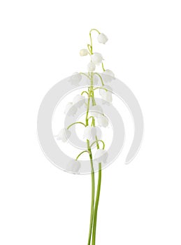 Two flowers of  Lily of the Valley isolated on white background