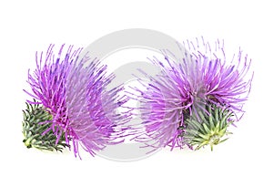 Two flowers of Milk Thistle plant isolated on white background. Alternative medicine concept