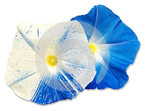 Two flowers of morning glory