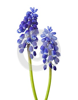 Two flowers of Muscari isolated on white background. Grape Hyacinth