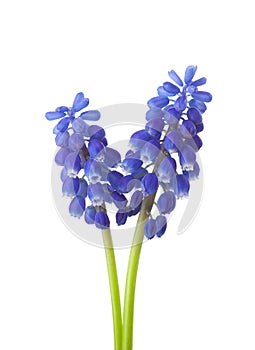 Two flowers of Muscari isolated on white background Grape Hyacinth