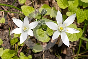 Two flowers of Ornithogalum umbellatum, the garden star-of-Bethlehem