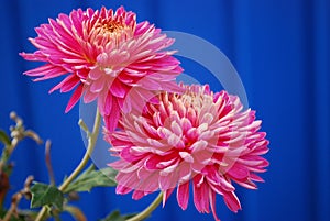 Two flowers of pink chrysanthemum on a blue background