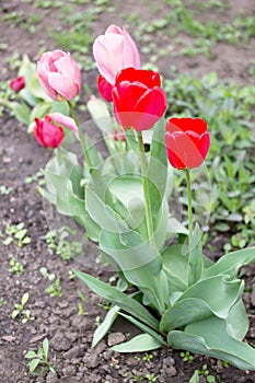 Two flowers of pink and red tulips flowering in spring garden