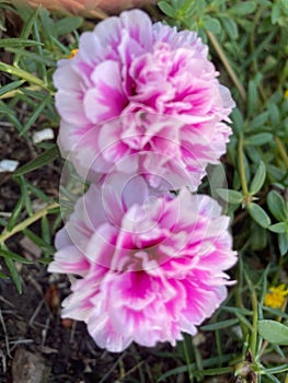 Two flowers popularly called eleven-hour flowers (Portulaca grandiflora), white with pink hues. photo