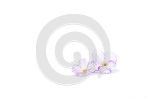 Two flowers of Saintpaulia isolated on white background