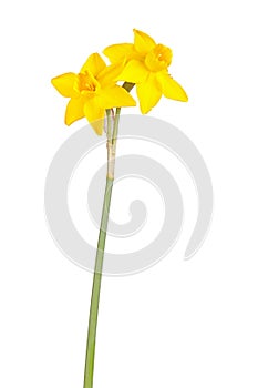 Two flowers and stem of a jonquil cultivar isolated on white