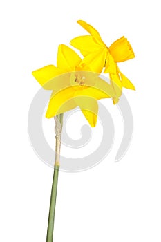 Two flowers and stem of a jonquil cultivar isolated on white