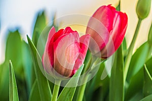 Two flowers of tulips in spring