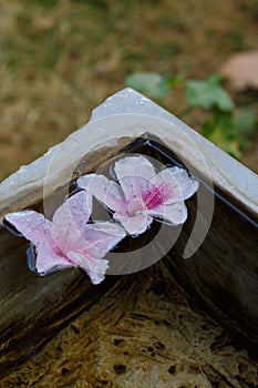 Two flowers on water