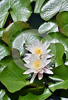 Detail of a pair of beautiful white flowers of a water lily.