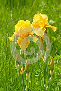 Two flowers of yellow irises. Iridaceae