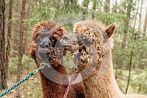 Two fluffy alpacas
