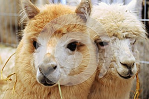 Two fluffy alpacas