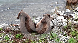 Two fluffy bear cubs sitting on the bank of the Brooks River in fall watching mother bear fishing, Katmai National Park and Preser