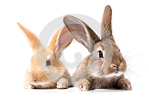 Two fluffy bunnies look at the signboard. Isolated on white background Easter Bunny. Red and gray rabbit peeking.