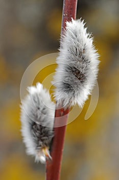 Two Fluffy Catkins