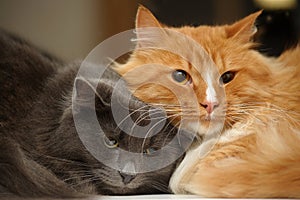 Two fluffy cats together