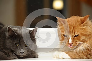 Two fluffy cats together