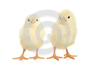Two Fluffy Chicks in Easter Spring Scene