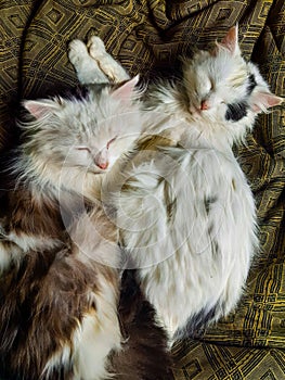 Two fluffy cute cats lie on bed. Top view