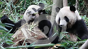 Two fluffy Pandas on the yard, Panda Valley , Dujiangyan China