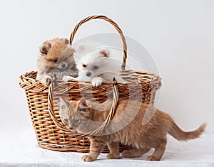 Two fluffy Pomeranian puppies of white and sable color sit in a basket, in front of which a red tabby kitten passes photo