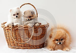 Two fluffy Pomeranian white and sable puppies are sitting in a basket next to an adult orange Pomeranian