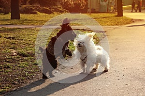 Two Fluffy Puppies humping and chasing each other in the park on a sunny day