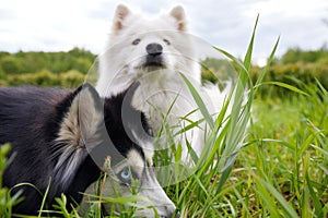 Two fluffy purebred dogs: a white samoyed arctic spitz and a black and white siberian husky lie on a green summer lawn