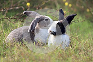 Two fluffy rabbit kiss each other in wild meadow, happy cute couple bunny on green grass nature background falling in love and