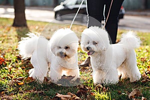 Two fluffy small white puppy Bichon Frize on yellow green grass